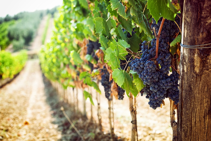Cosa vedere zona Chianti